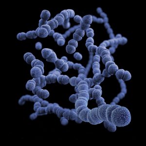 Septic tank bacteriën